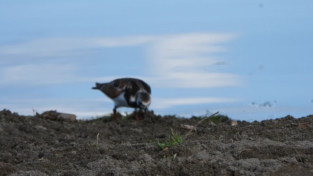 Ruddy Turnstone - ML619253689