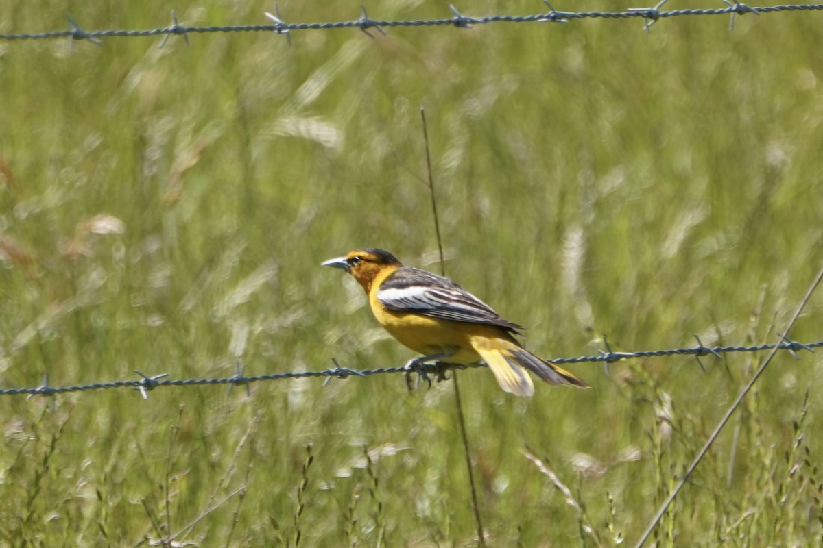 Bullock's Oriole - MIck Griffin