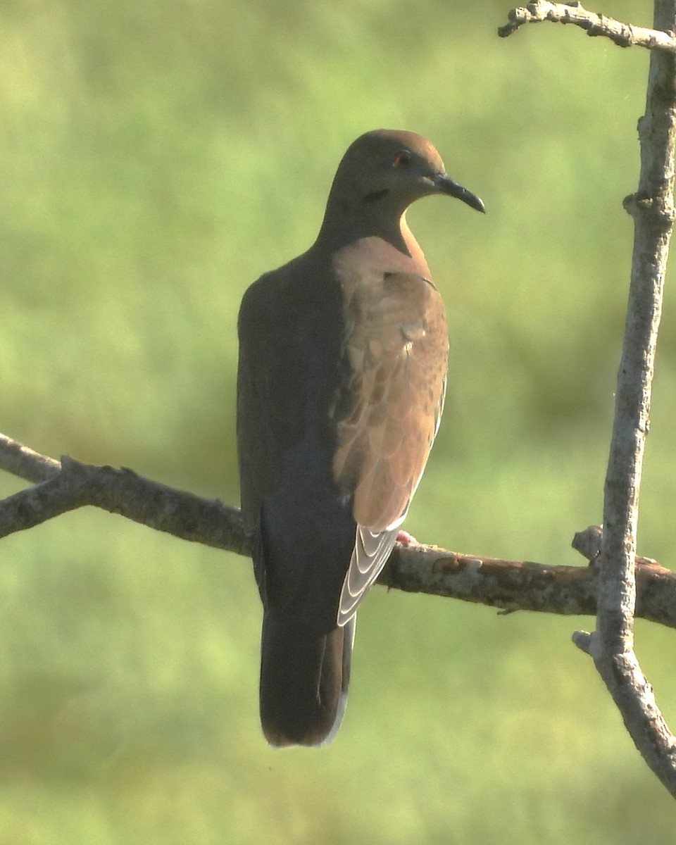 White-winged Dove - Nick Komar