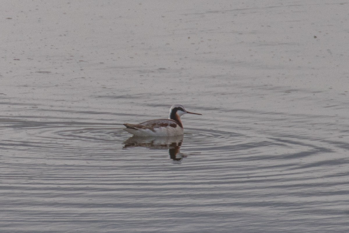 Wilson's Phalarope - Barry Porter