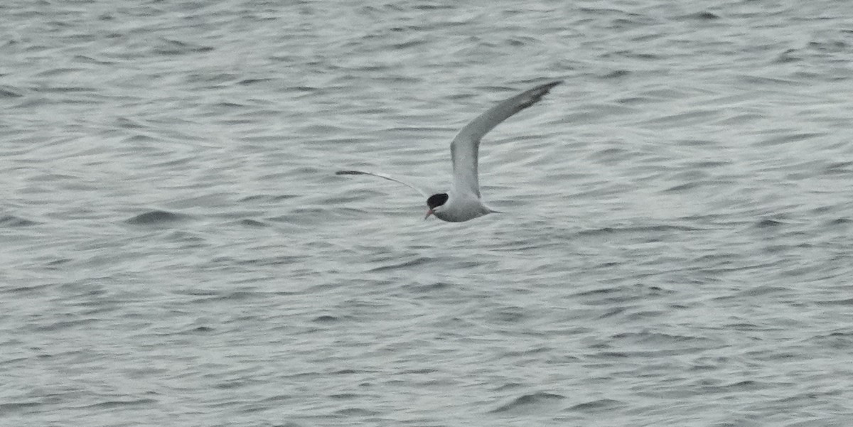 Common Tern - Cynthia Ehlinger