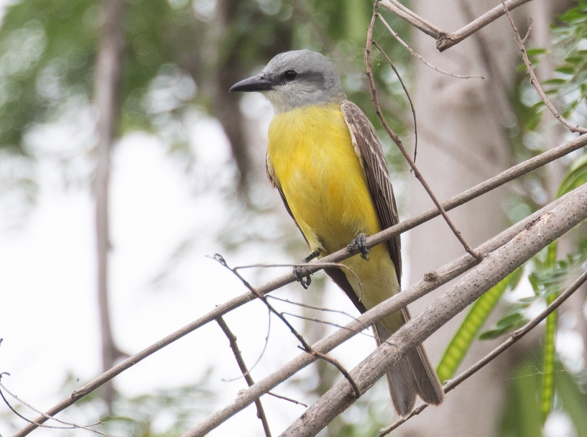 Couch's Kingbird - Chuck Gates