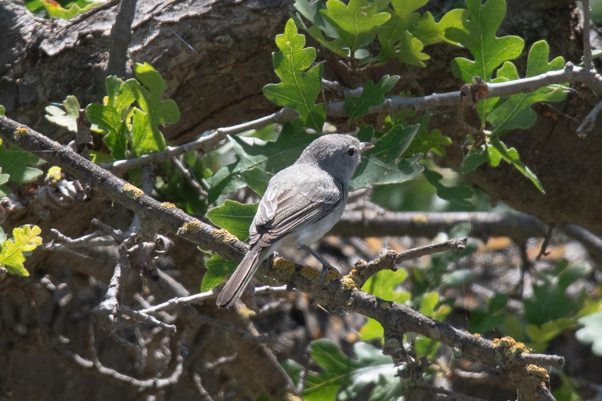 krattvireo (pusillus) - ML619253730