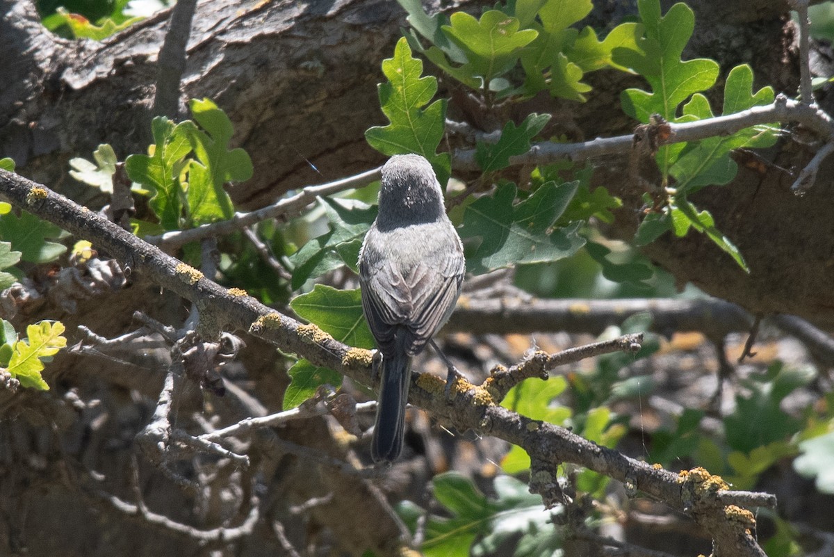 Vireo de Bell (pusillus) - ML619253731