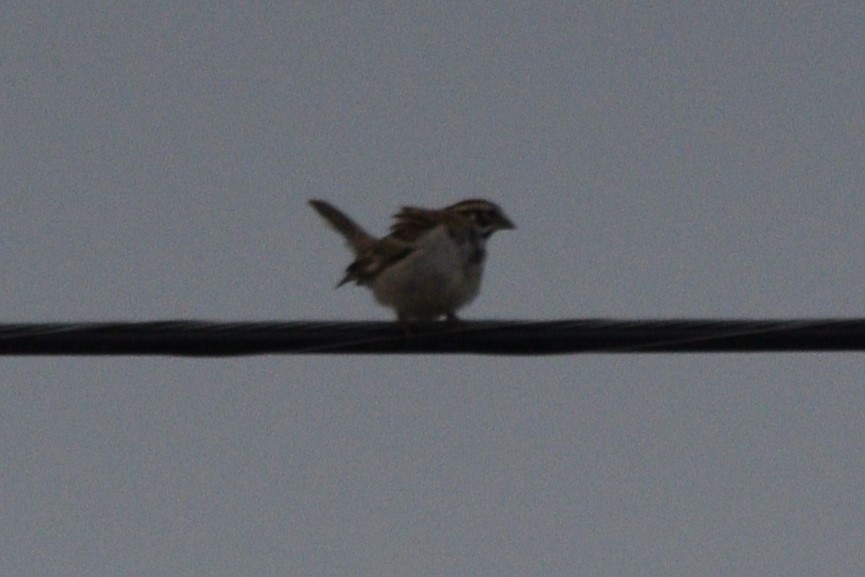 Lark Sparrow - ML619253735