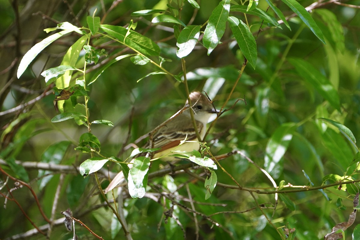 Ash-throated Flycatcher - MIck Griffin