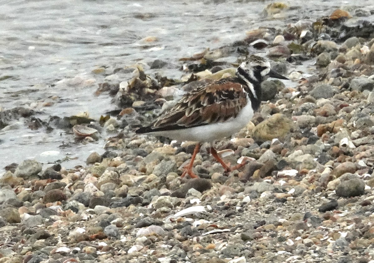 Ruddy Turnstone - Cynthia Ehlinger