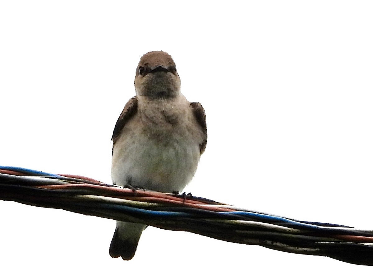 Northern Rough-winged Swallow - Stella Miller