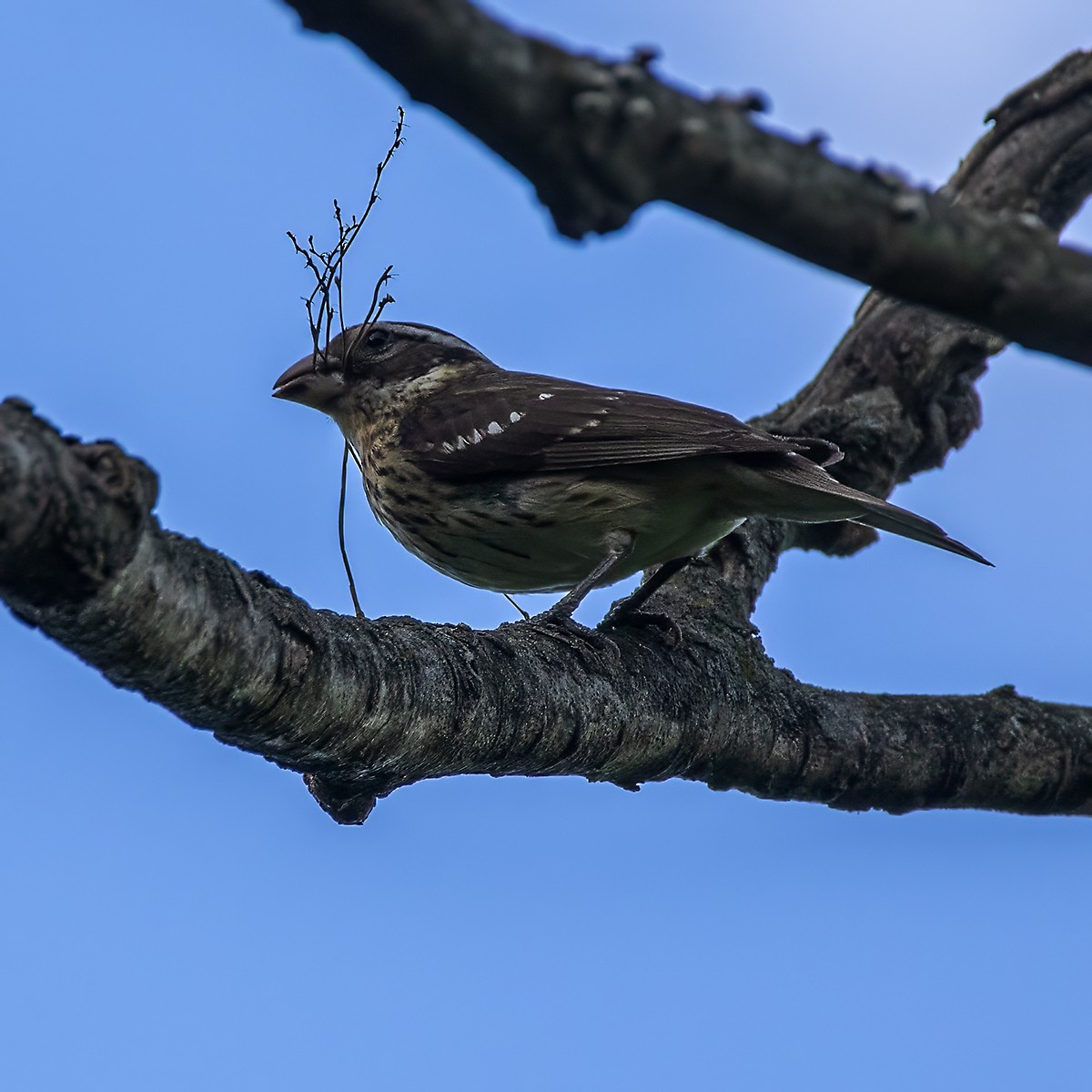 Rose-breasted Grosbeak - Brian Peterson