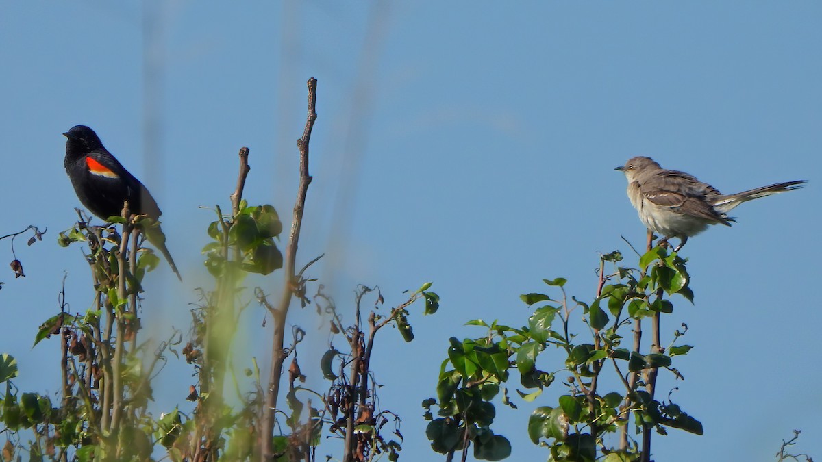 Northern Mockingbird - John Tomlinson