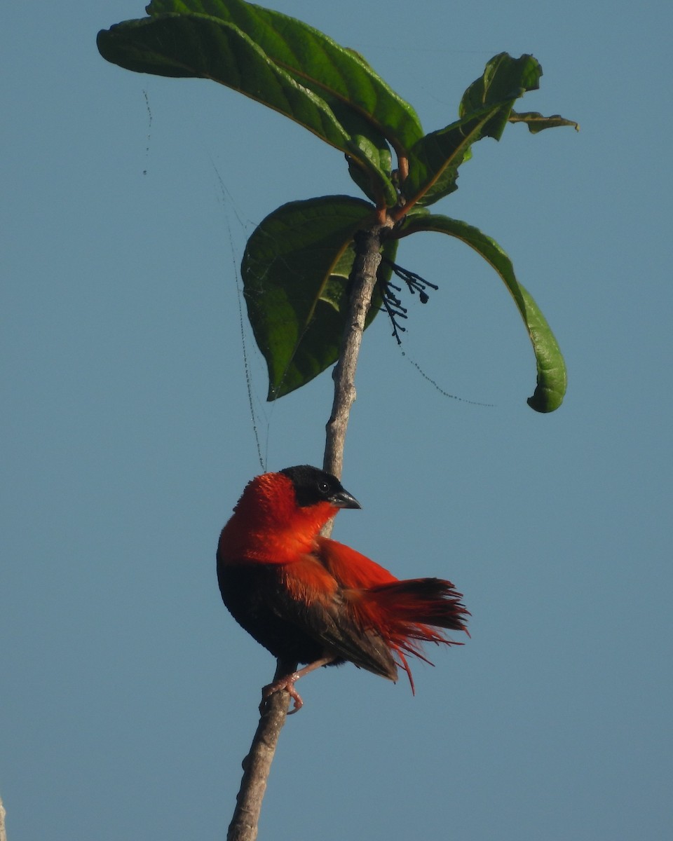 Northern Red Bishop - Nick Komar