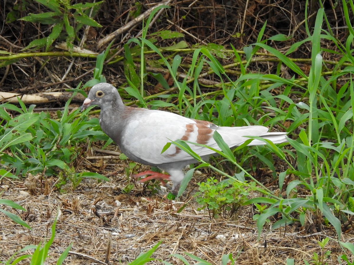 Rock Pigeon (Feral Pigeon) - Reanna Thomas