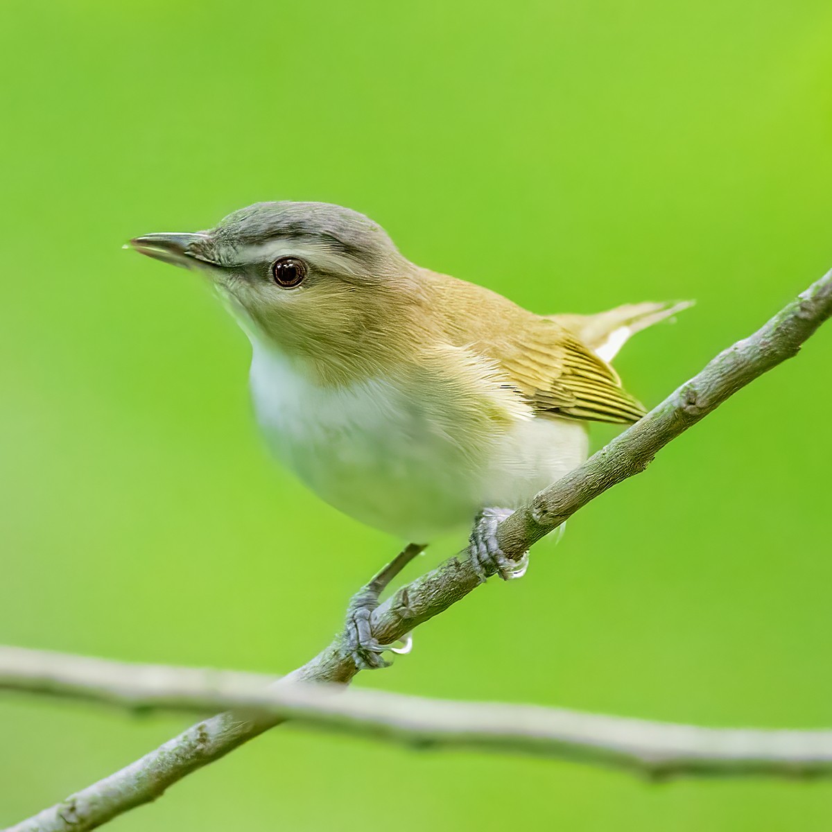 Red-eyed Vireo - ML619253789