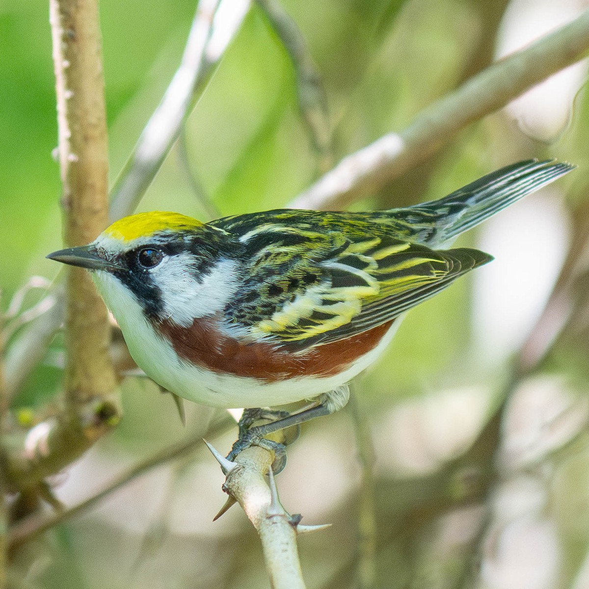 Chestnut-sided Warbler - Mark Siebers