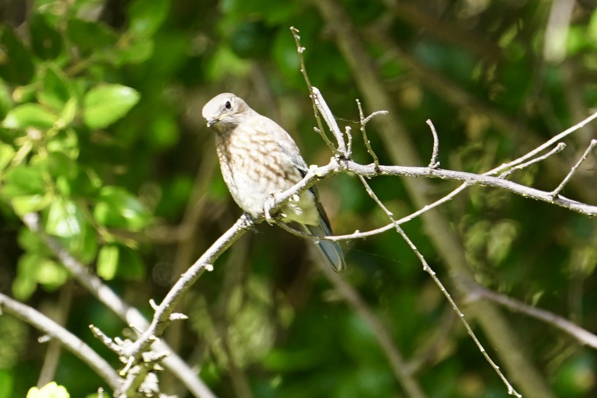 Western Bluebird - MIck Griffin