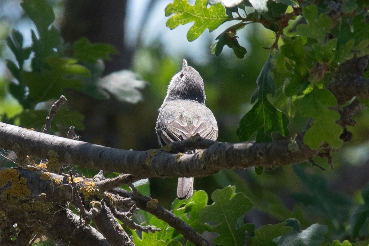 Bell's Vireo (Least) - Sharon J