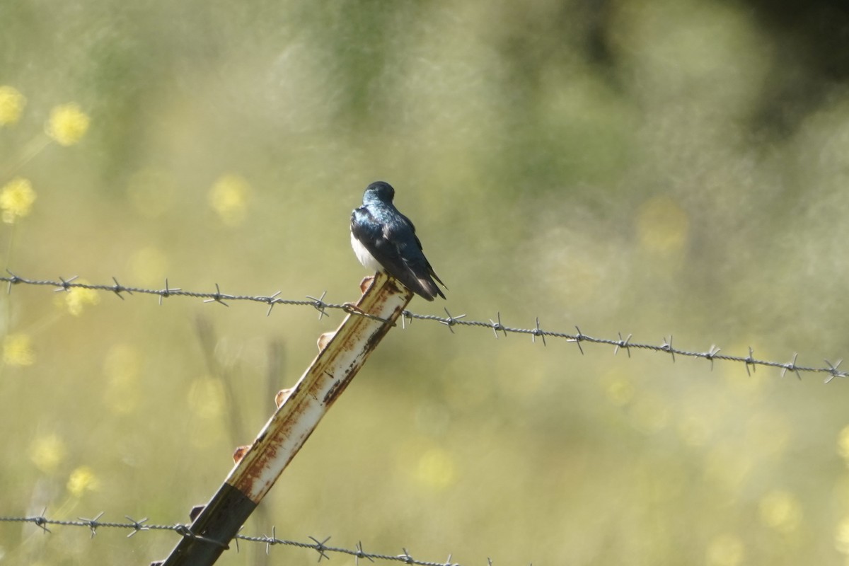 Tree Swallow - MIck Griffin