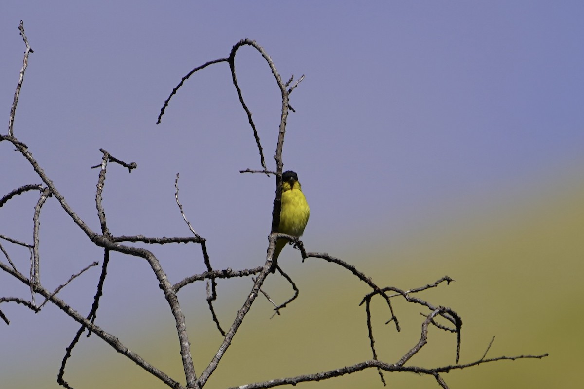 Lesser Goldfinch - MIck Griffin