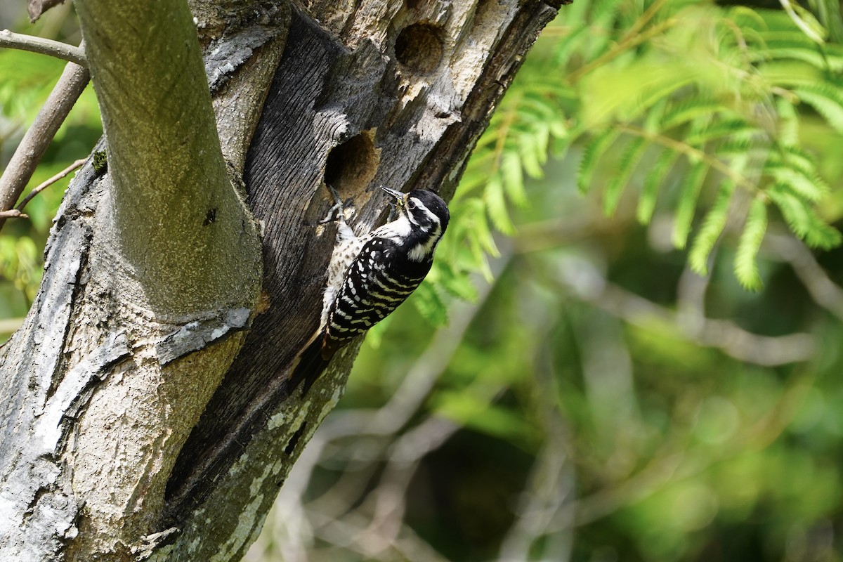 Nuttall's Woodpecker - MIck Griffin