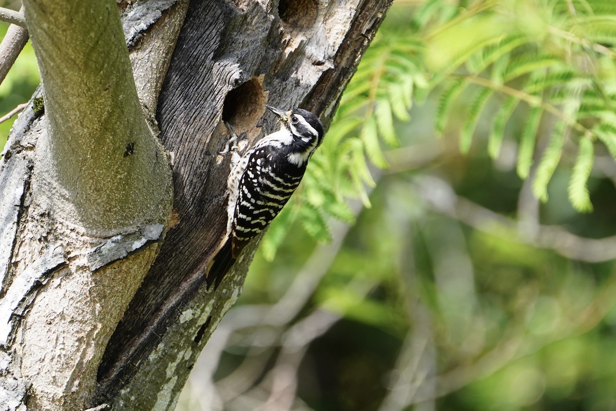 Nuttall's Woodpecker - MIck Griffin