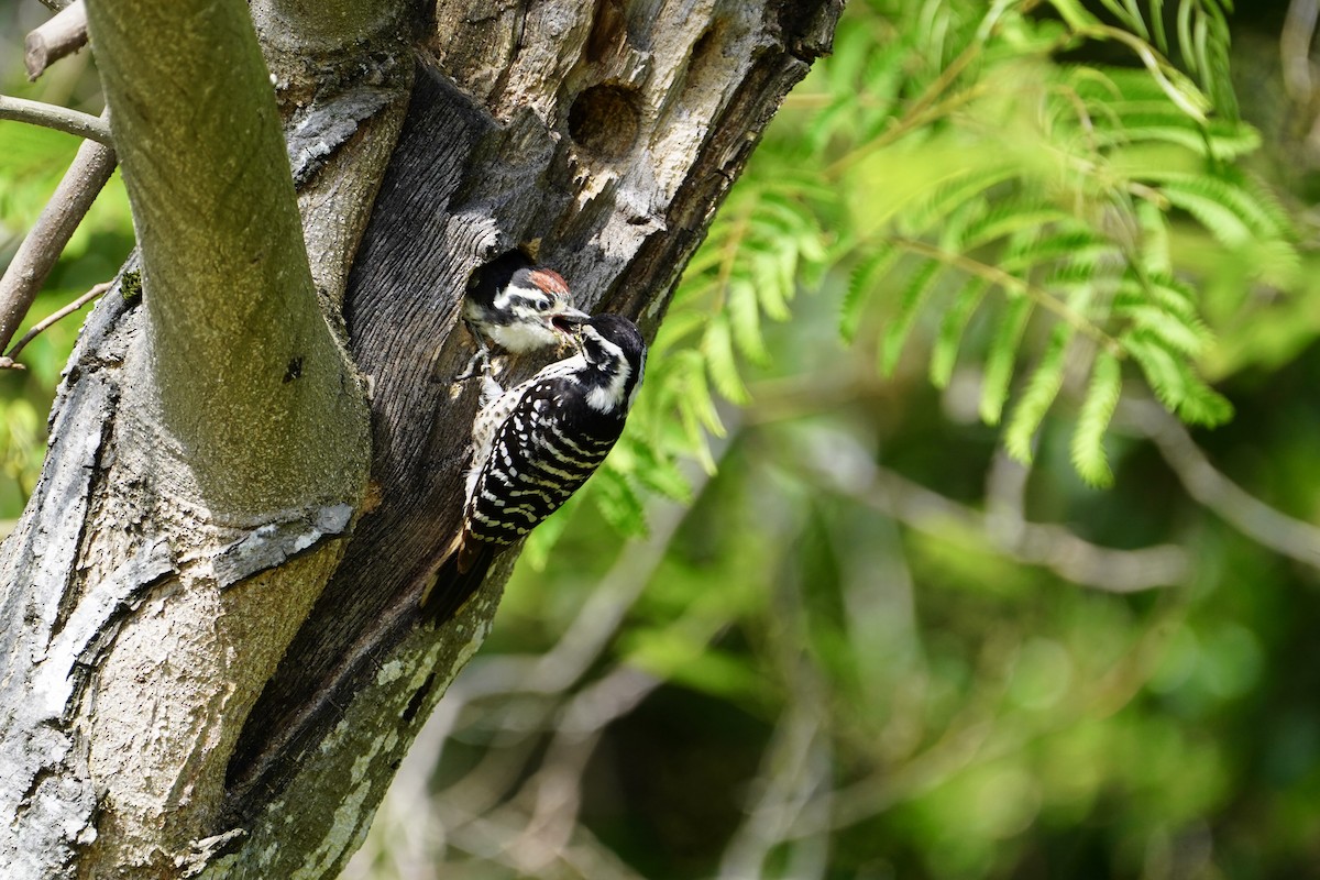 Nuttall's Woodpecker - MIck Griffin