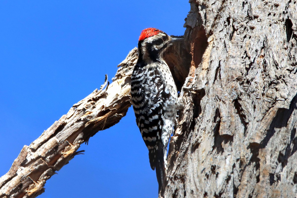 Ladder-backed Woodpecker - ML619253858