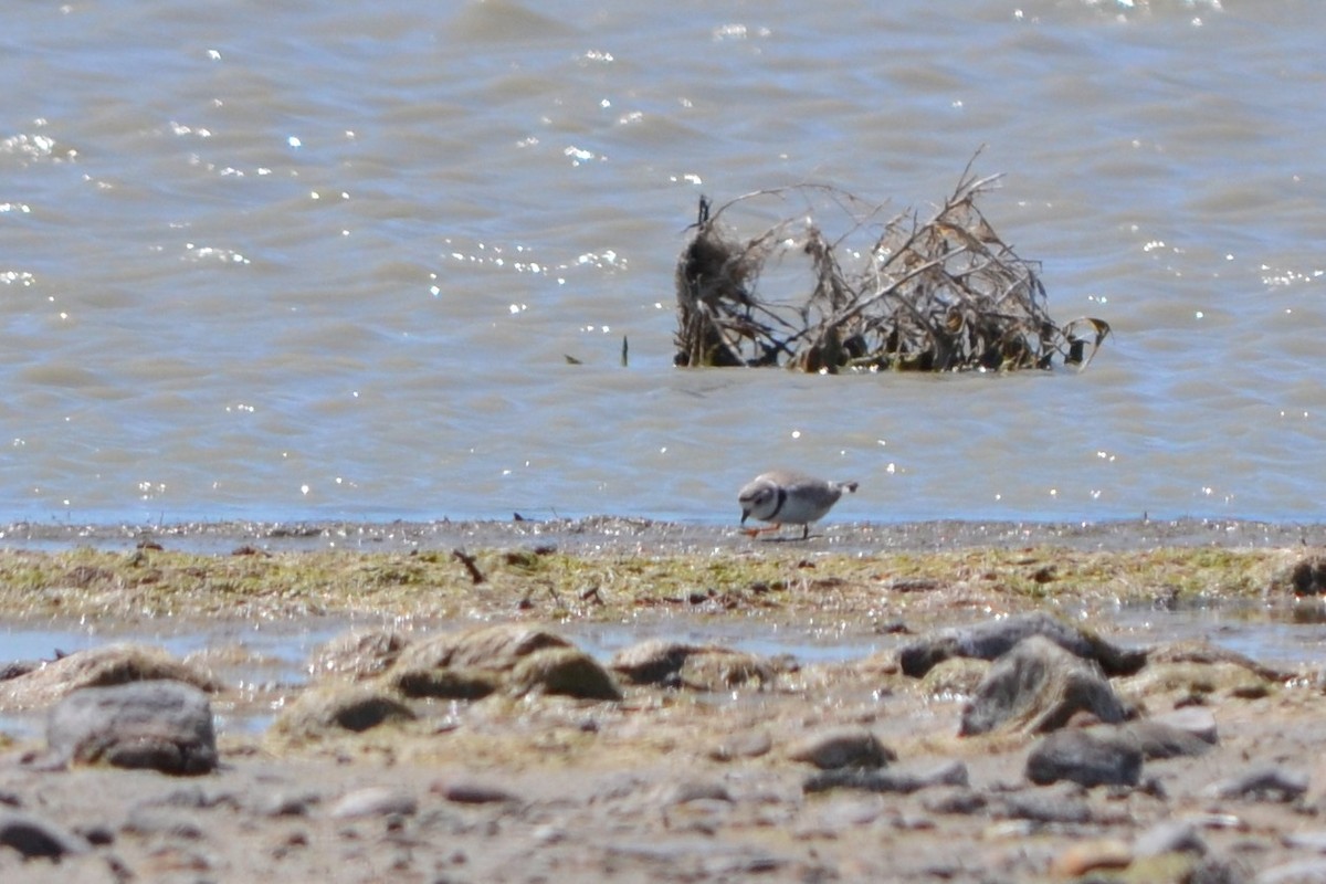 Piping Plover - ML619253859