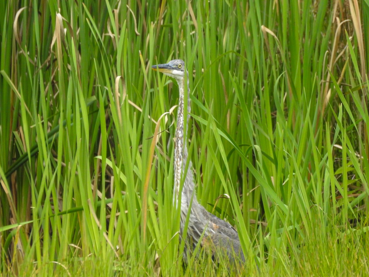 Great Blue Heron (Great Blue) - Reanna Thomas