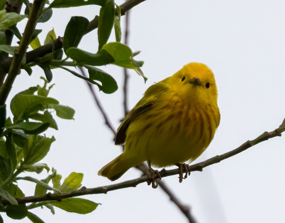 Yellow Warbler - Colleen Robinson