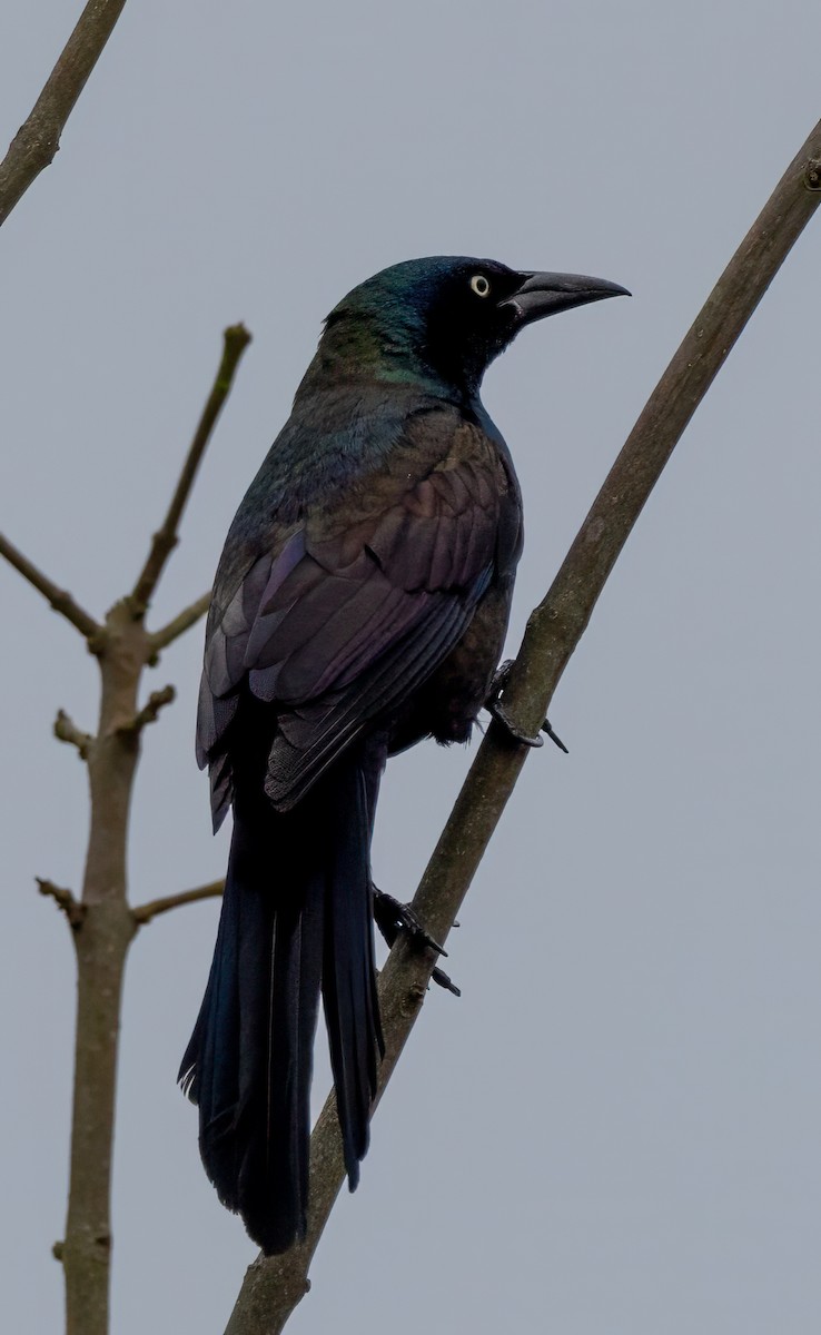 Common Grackle - Colleen Robinson