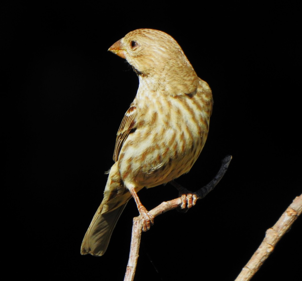 House Finch - ML619253885