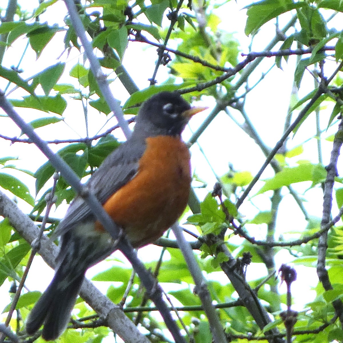 American Robin - Sarah Bowman