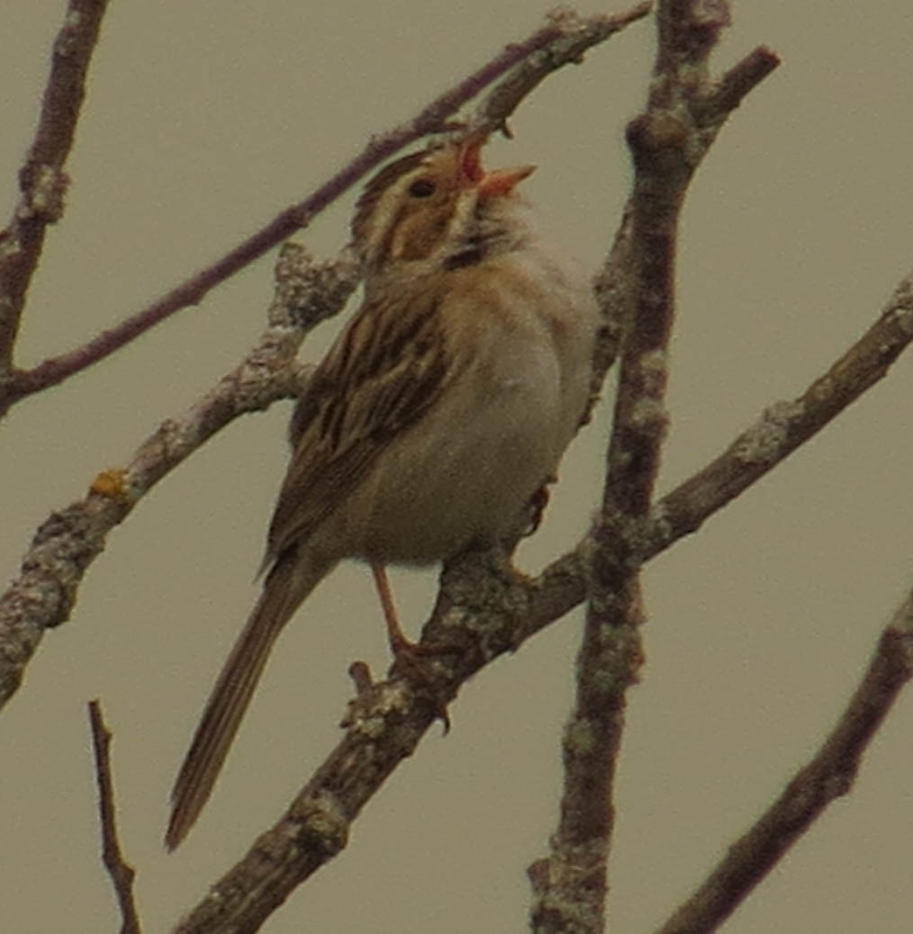 Clay-colored Sparrow - Amy Lawes