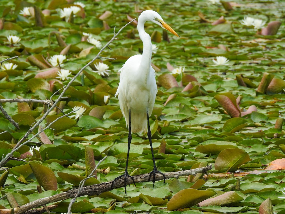 Grande Aigrette - ML619253892