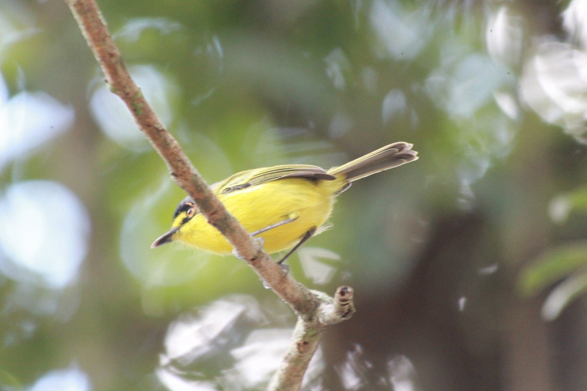 Gray-headed Tody-Flycatcher - Tomaz Zurita