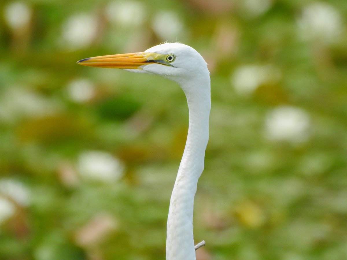 Grande Aigrette - ML619253904