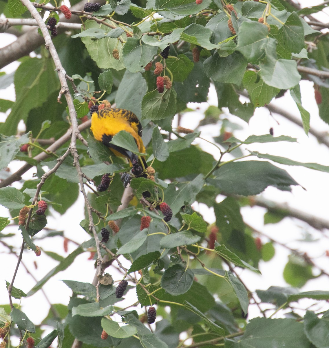 Altamira Oriole - Chuck Gates