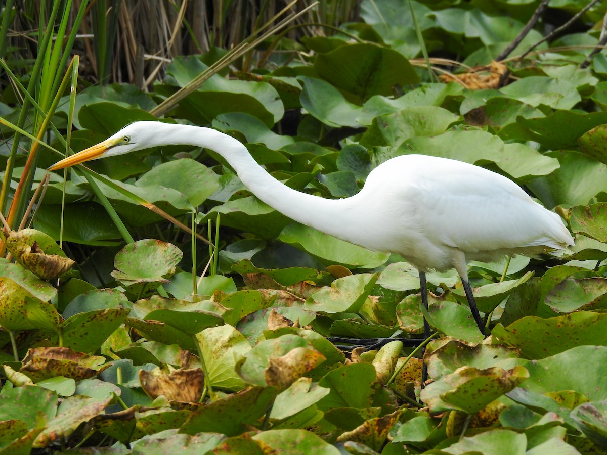 Great Egret - ML619253910