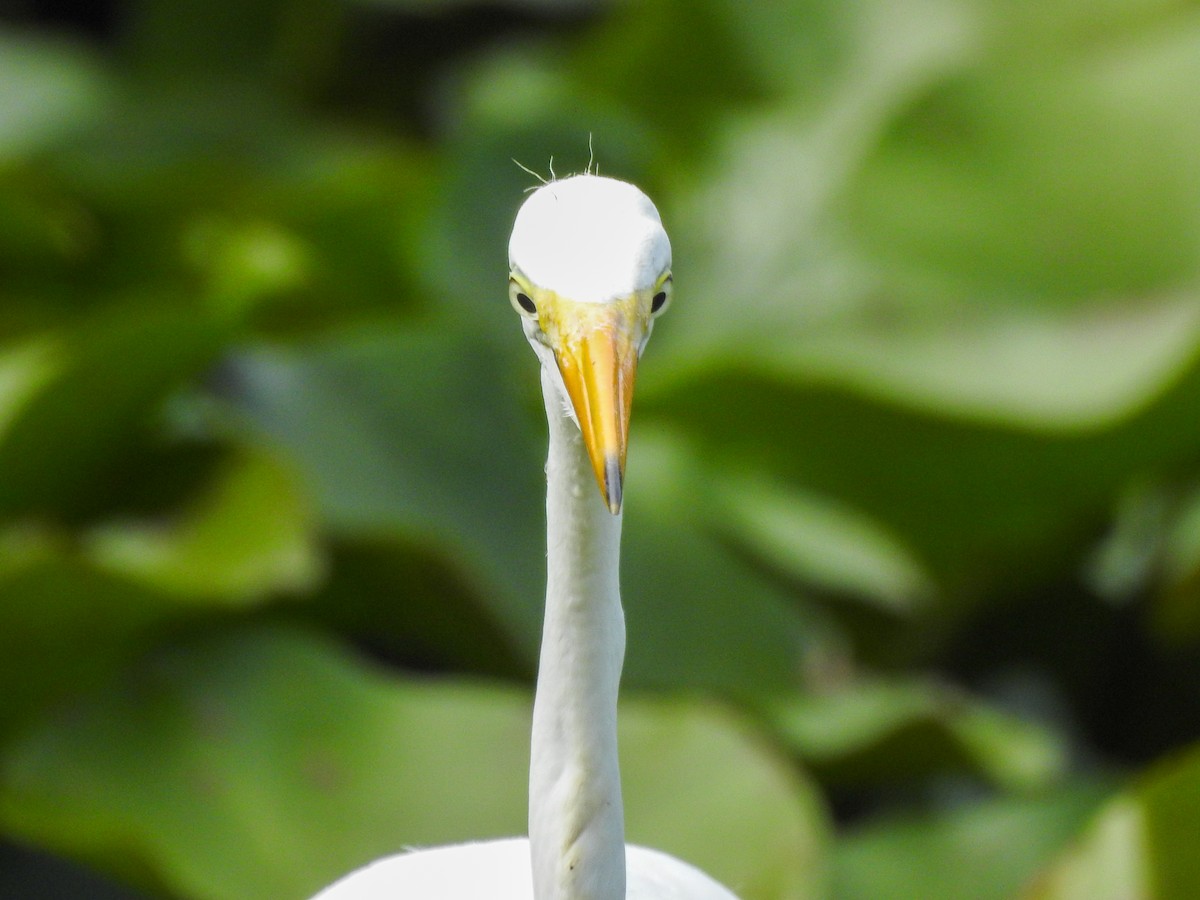 Grande Aigrette - ML619253911