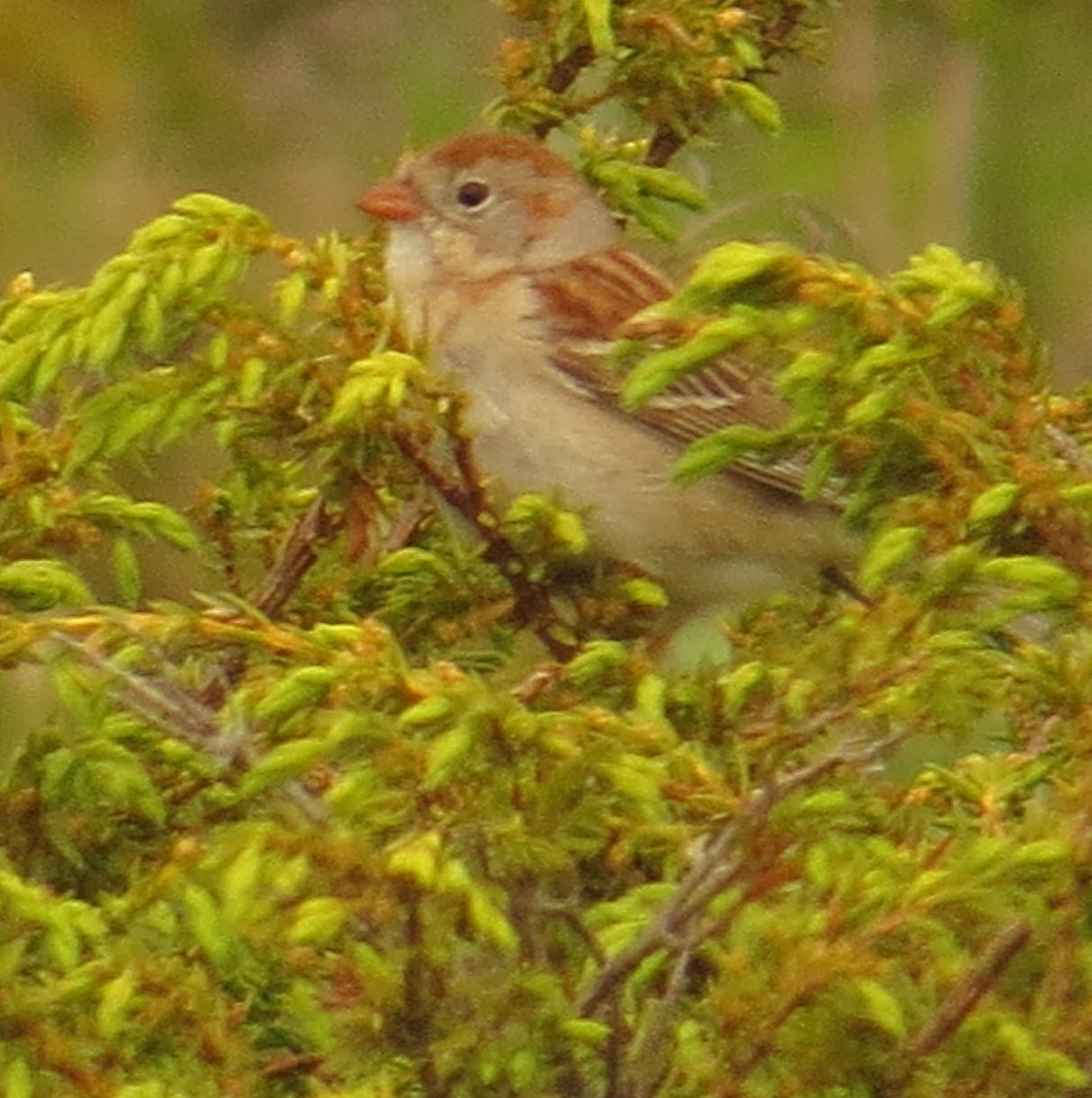 Field Sparrow - Amy Lawes