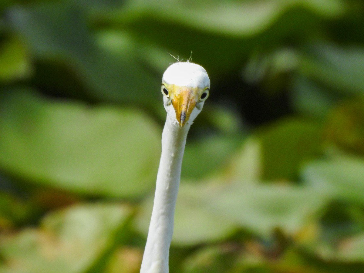 Great Egret - ML619253915