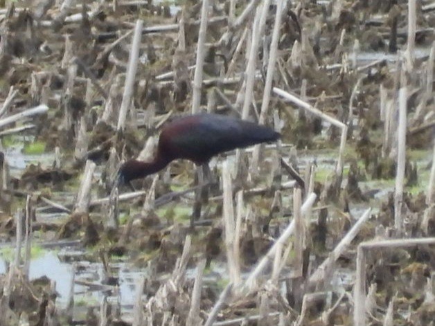 Glossy Ibis - Cliff Dekdebrun