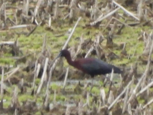 Glossy Ibis - Cliff Dekdebrun