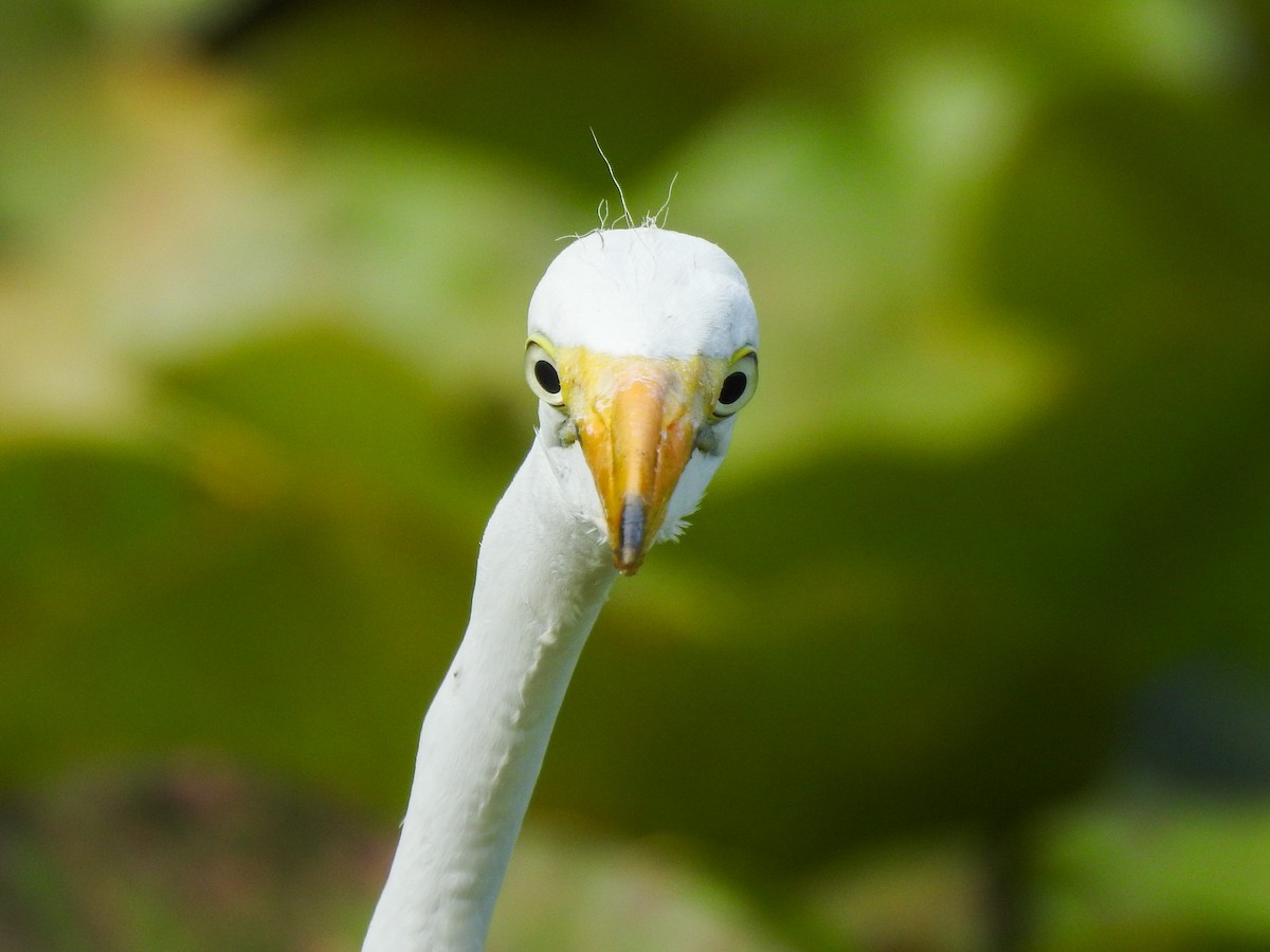 Great Egret - ML619253923