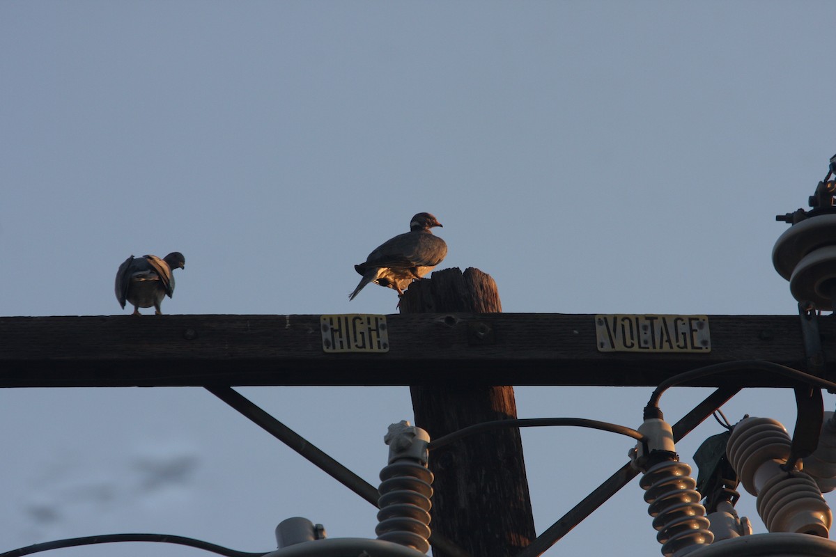 Band-tailed Pigeon - William Clark