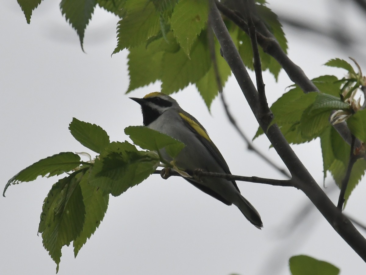 Golden-winged Warbler - Martin Bourbeau