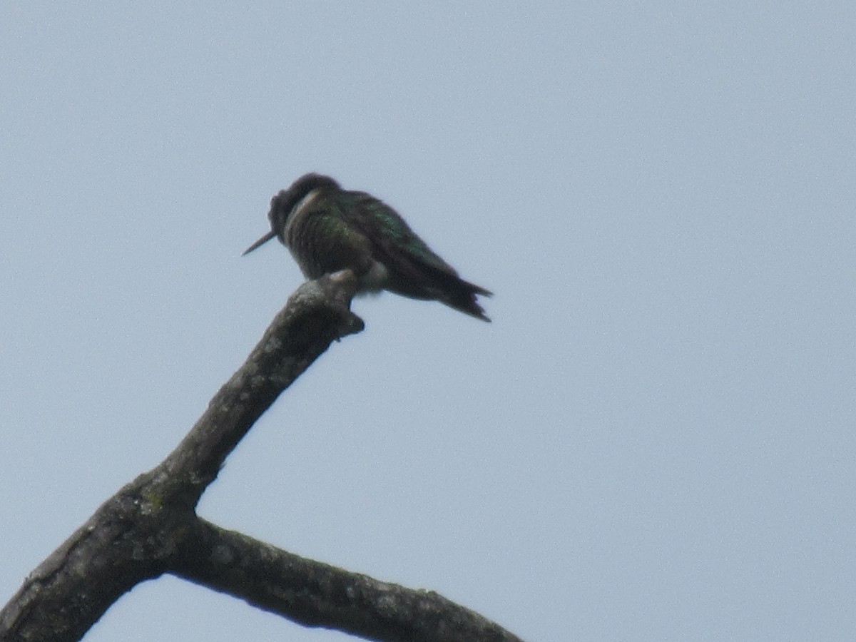 Ruby-throated Hummingbird - Barry Capella