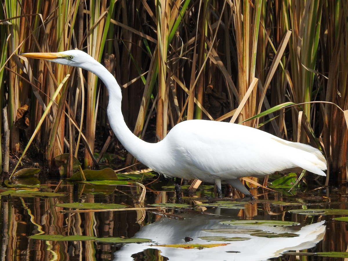 Great Egret - ML619253937