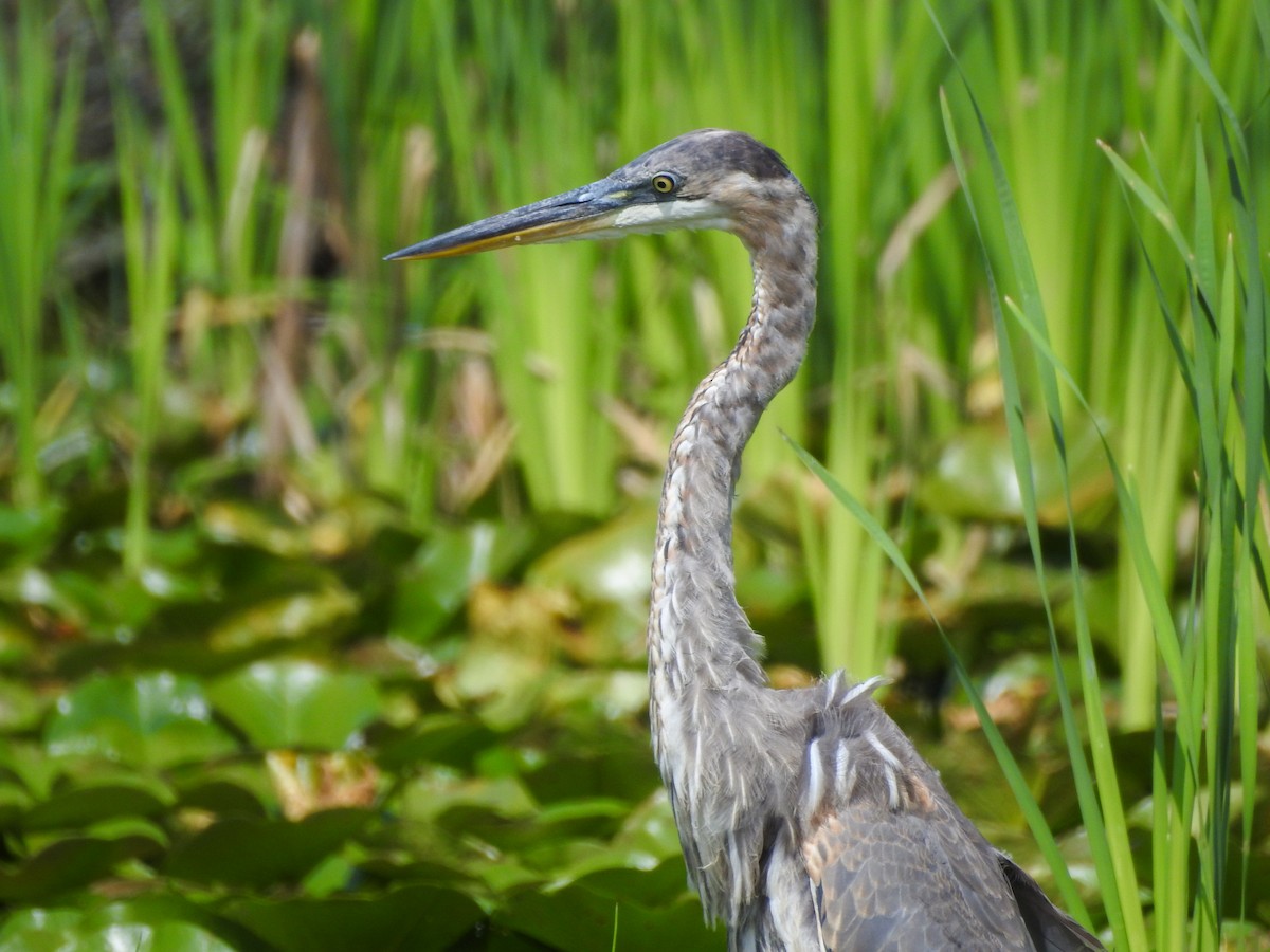 Great Blue Heron (Great Blue) - Reanna Thomas