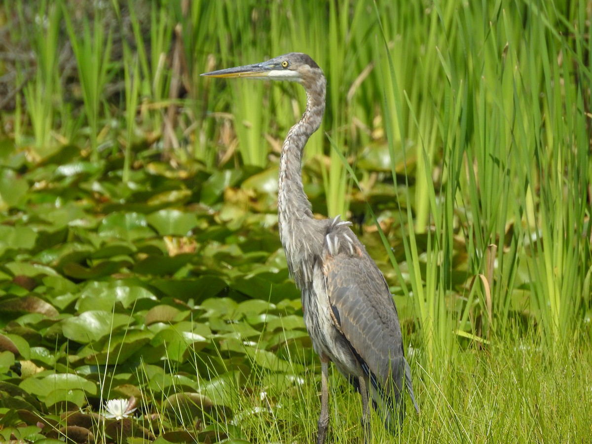 Great Blue Heron (Great Blue) - Reanna Thomas